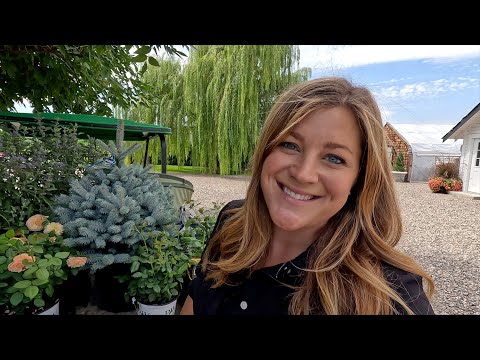 Planting Complimentary Colors- Orange & Blue! – Garden Answer