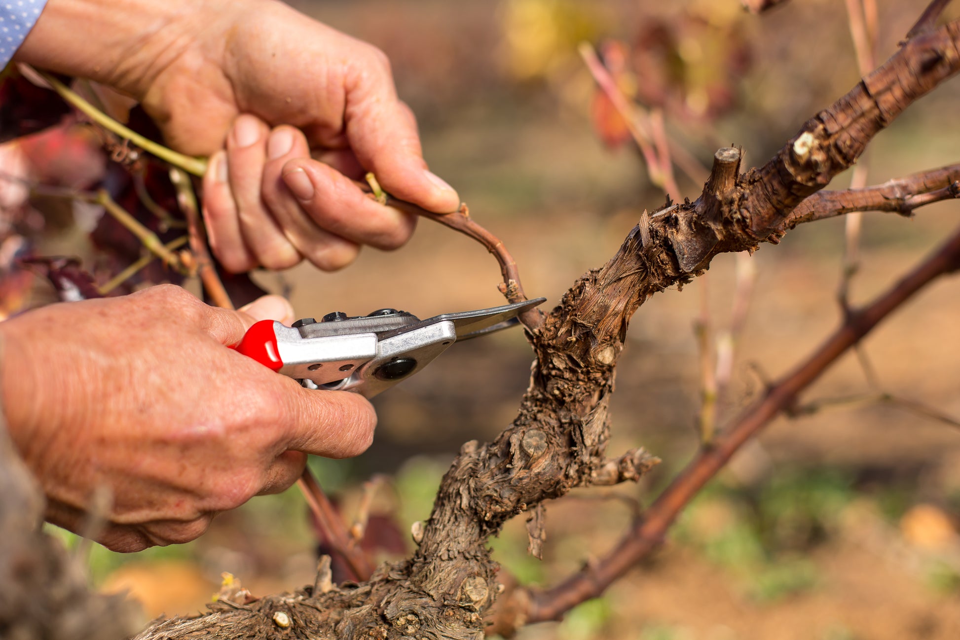 Felco 6 Ergonomic Hand Pruner – Epic Gardening